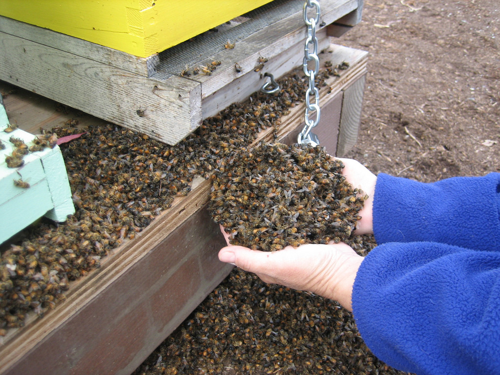 Abejas muertas