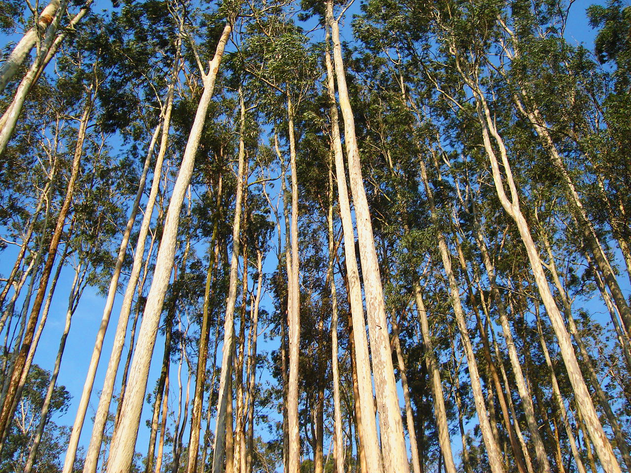 Eucalyptus sp