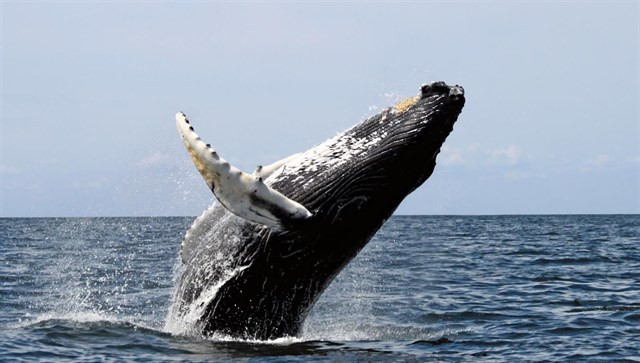 Ballena