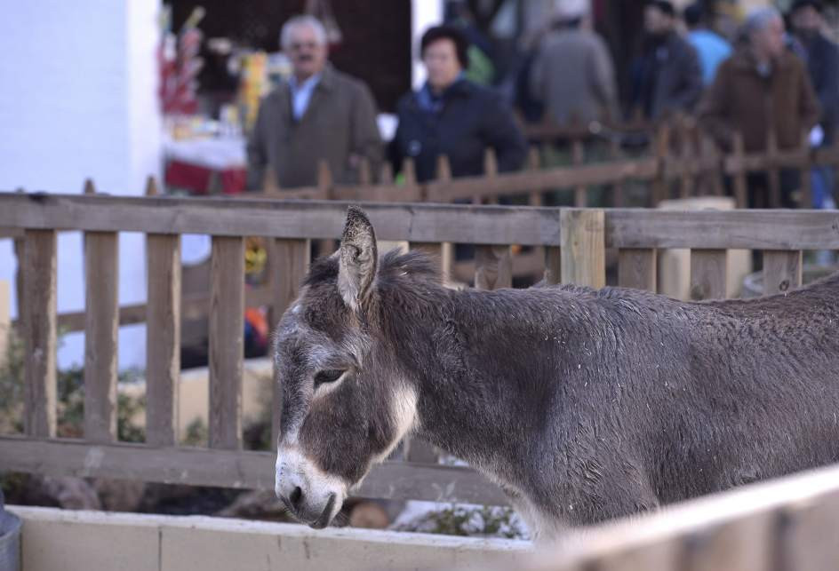 Burro belen viviente