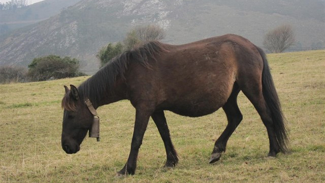 Caballo