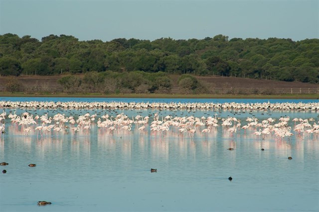 Flamencos doana