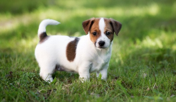 Jack russell