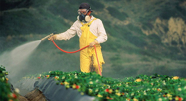 Operario aplica pesticida cultivo