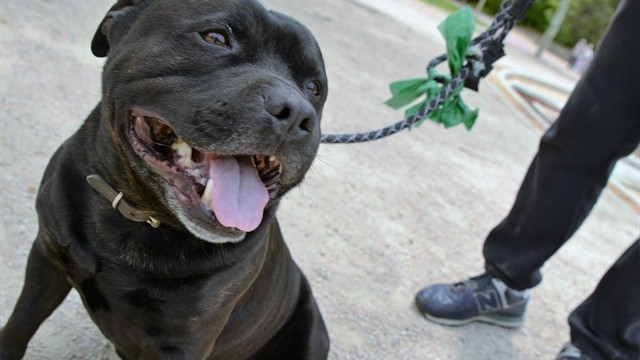 Presacanario