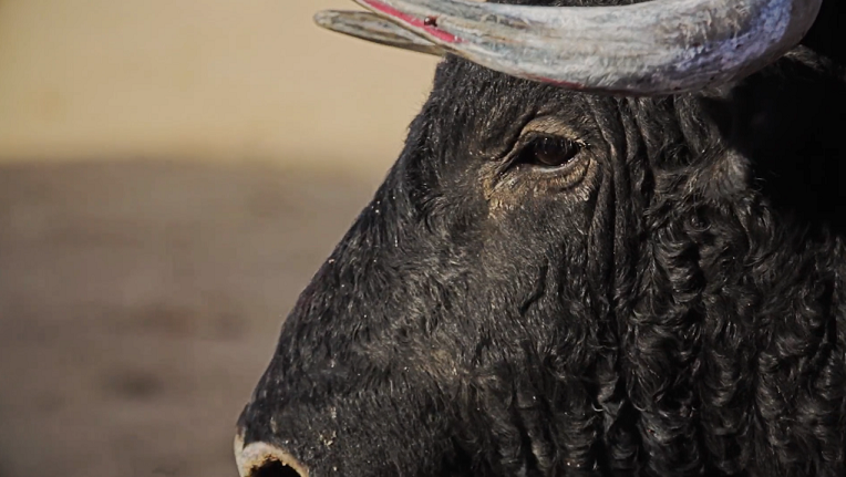 Tauromaquia documental pacma