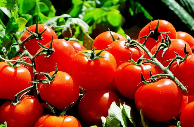 Tomates 1
