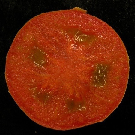 Tomatesemillas