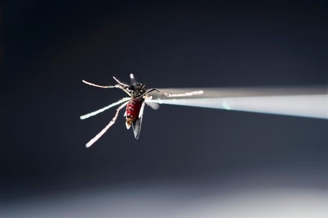 Virus zika mosquito
