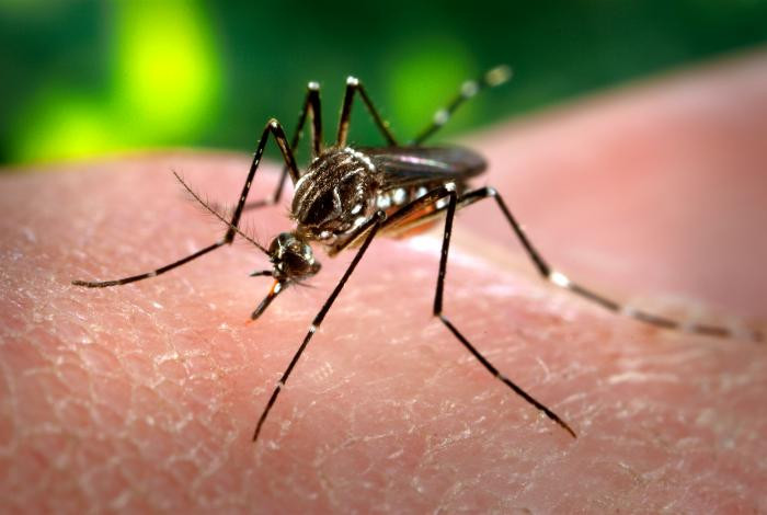 Zika Aedesaegypti