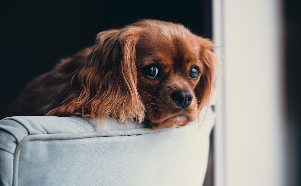 Adorable cachorro de perro