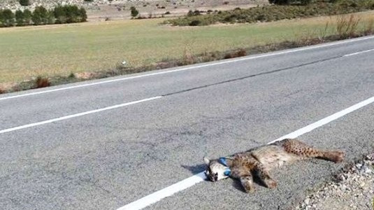 Un lince atropellado