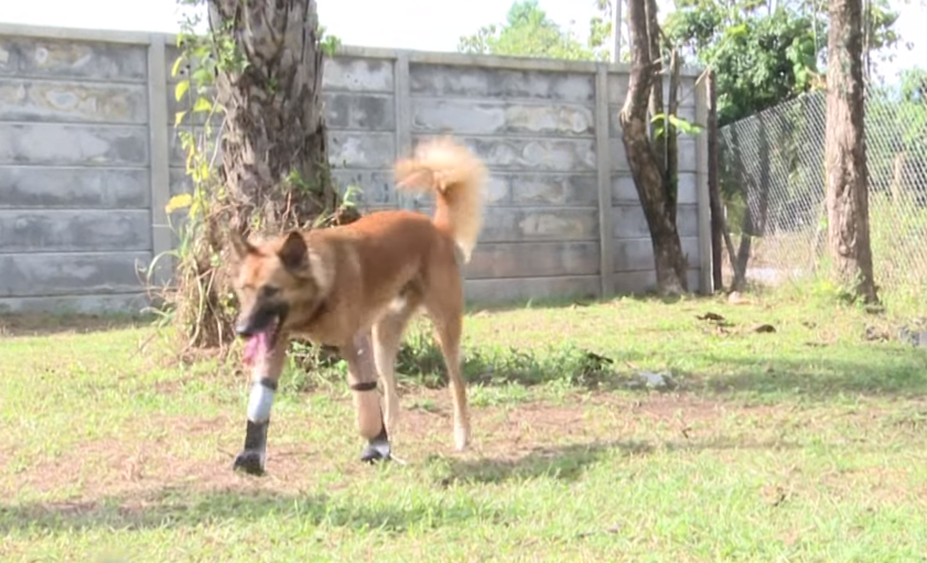 Cola, el perro con patas ortopu00e9dicas
