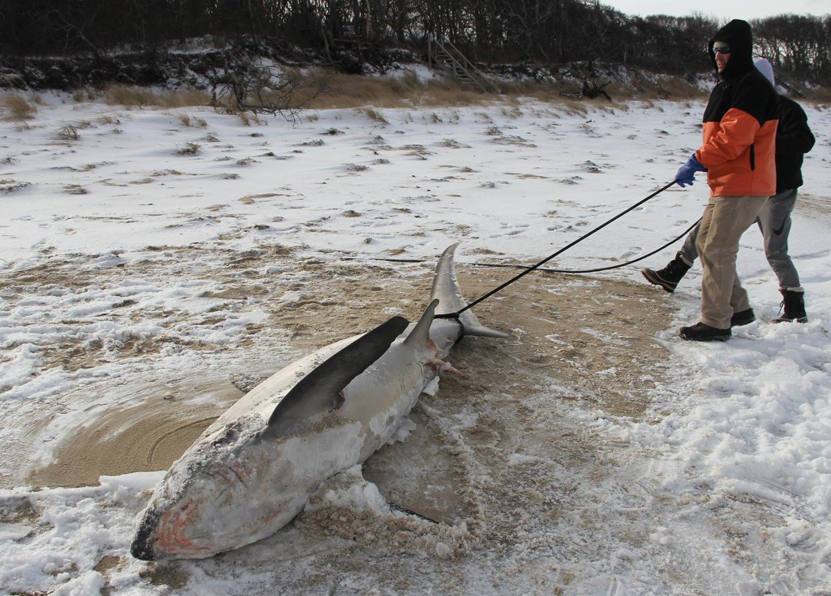 Tiburones mueren congelados por la ola de fru00edo en EEUU