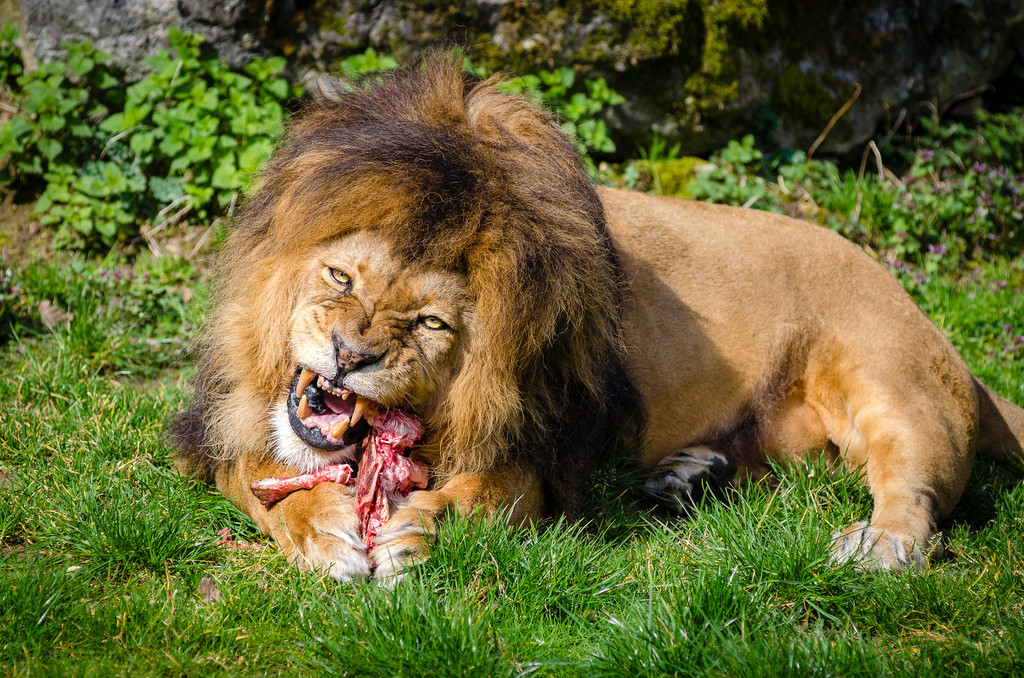 Un leou0301n comiendo