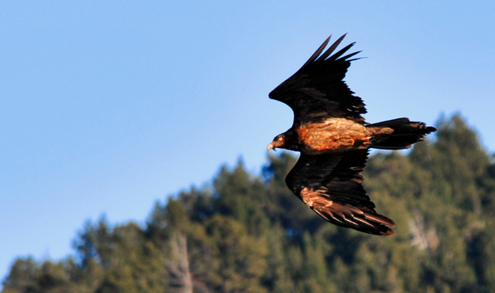 Ejemplar de quebrantahuesos, foto de Javier Mora