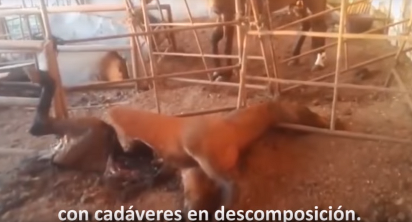 Rescate de animales abandonados en Sevilla