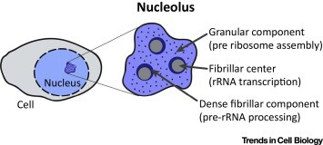 Nucleolos