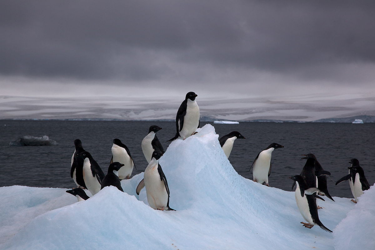 Pinguinos en la Antártida