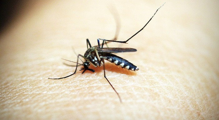 Mosquito trasmisor de la malaria