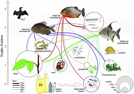 Resumen de la red tru00f3fica que muestra las vu00edas de captaciu00f3n de residuos plu00e1sticos por tres gremios de peces serrasu00e1lmidos en la cuenca del bajo Xingu