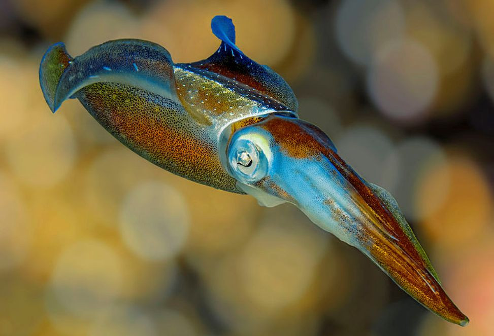 Un calamar muestra un espectu00e1culo de colores