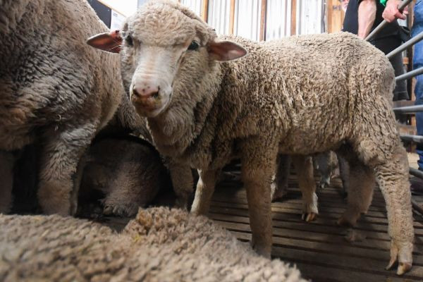 Una de las ovejas nacidas en 2018 utilizando semen recogido en 1968 UNIVERSIDAD DE SYDNEY
