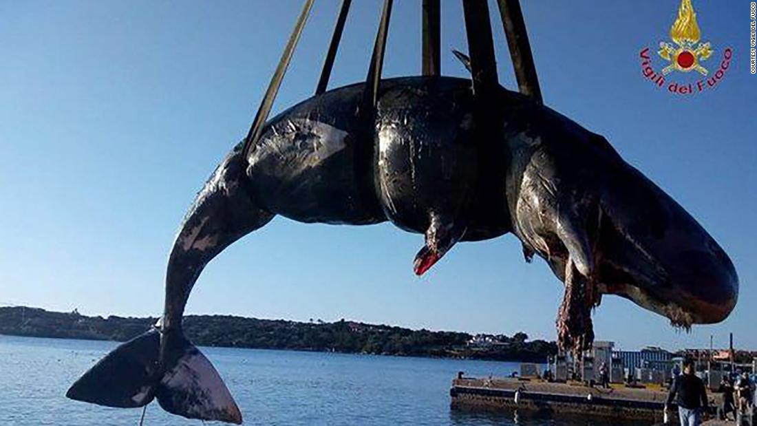 El cachalote muerto fue encontrado en aguas del punto turu00edstico de Porto Cervo, Cerdeu00f1a