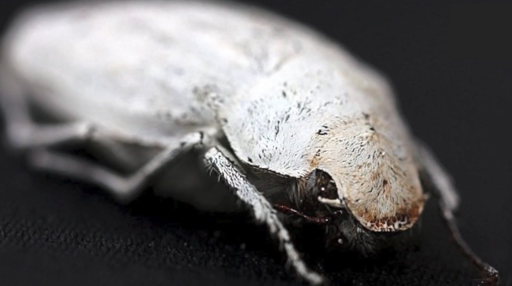 Escarabajo del gu00e9nero Cyphochilus con un blanco muy intenso