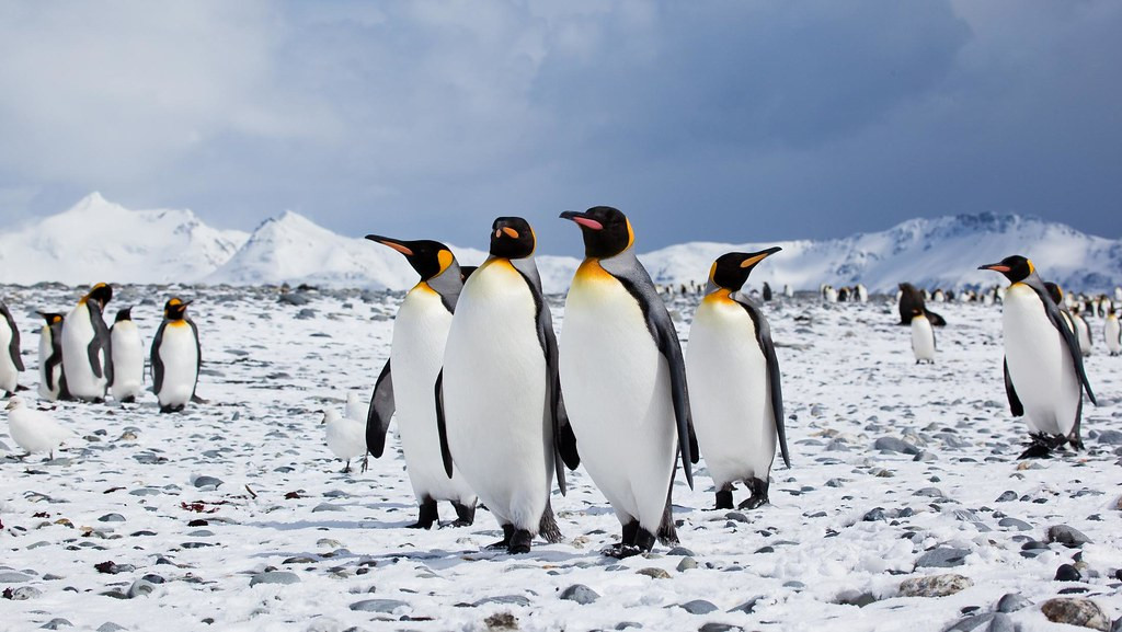 Grupo de pingu00fcinos en la Antu00e1rtida