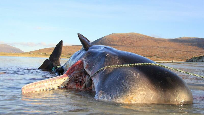 El cachalote con la bolsa de plu00e1stico en el estu00f3mago llego muerto a la costa Scottish Marine Animal Strandings Scheme