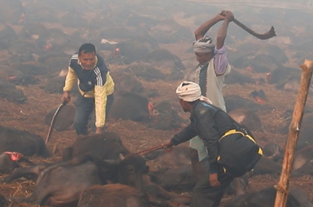 Hombres decapitando animales en el Festival de Gadhimai