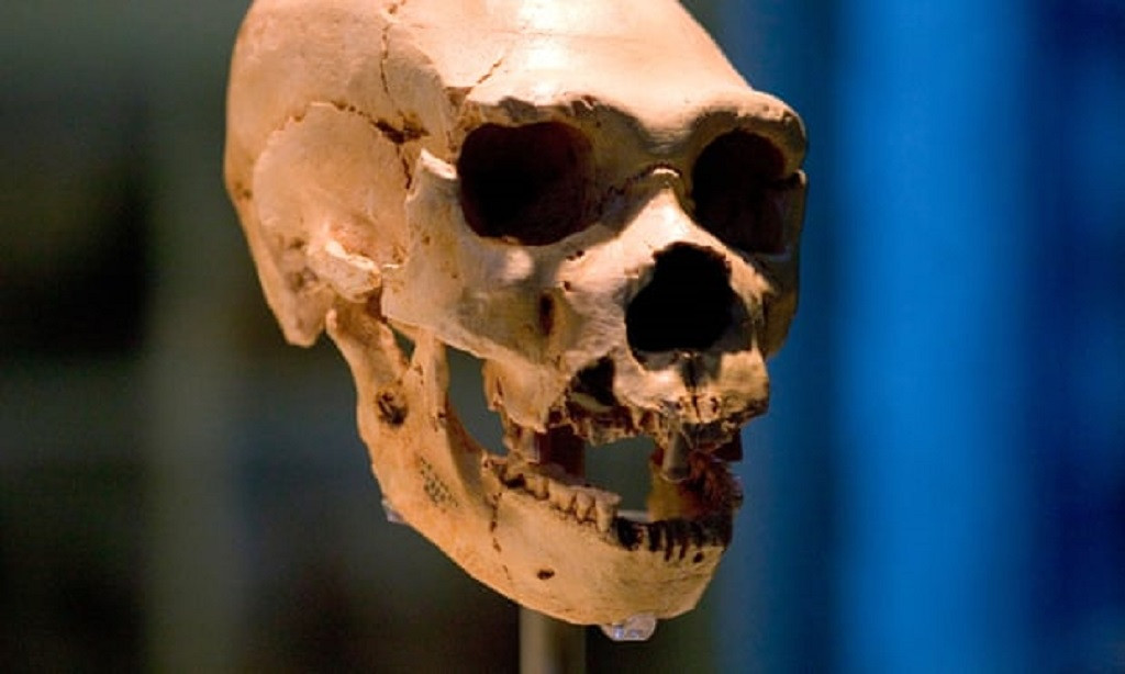 Un cru00e1neo de Homo neanderthalensis Un cru00e1neo de Homo neanderthalensis