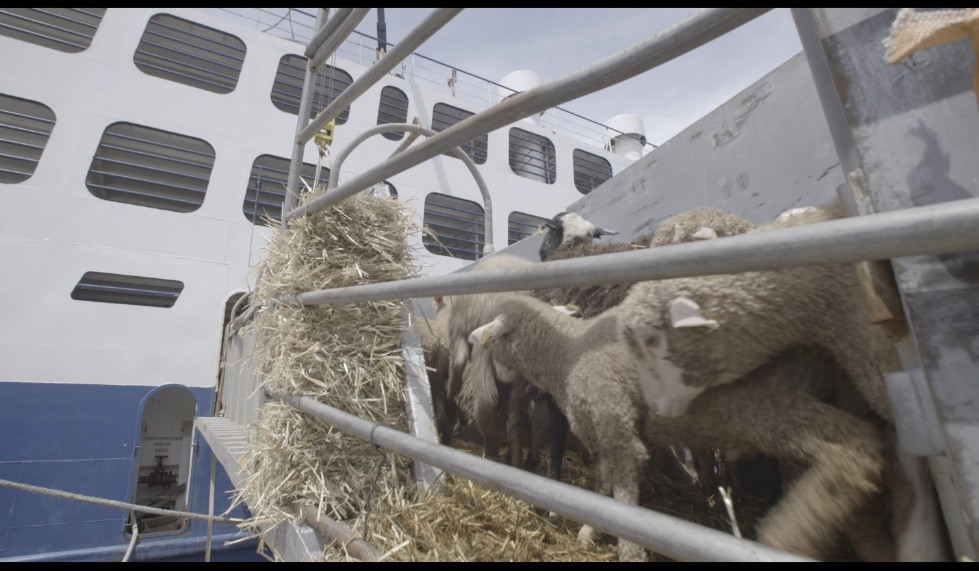 Igualdad Animal denuncia el traslado en barco de corderos sin condiciones de bienestar animal suficientes desde España a Arabia Saudí.
