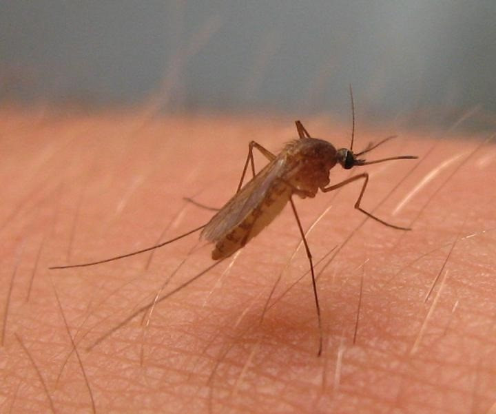 EuropaPress 3272641 culex pipiens mosquito virus nilo occidental america norte