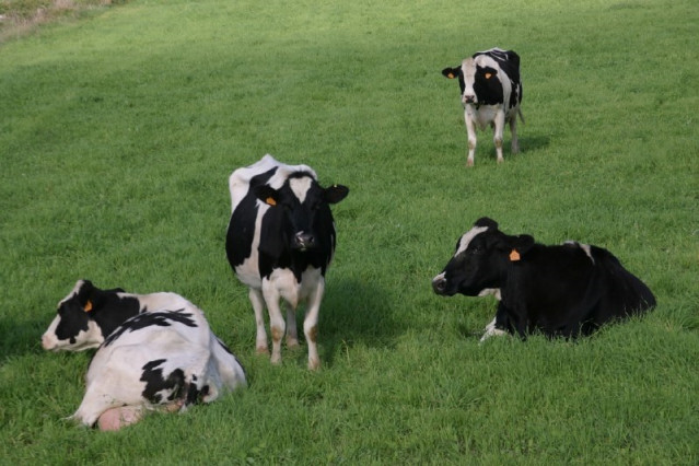 Archivo - Vacas en el campo