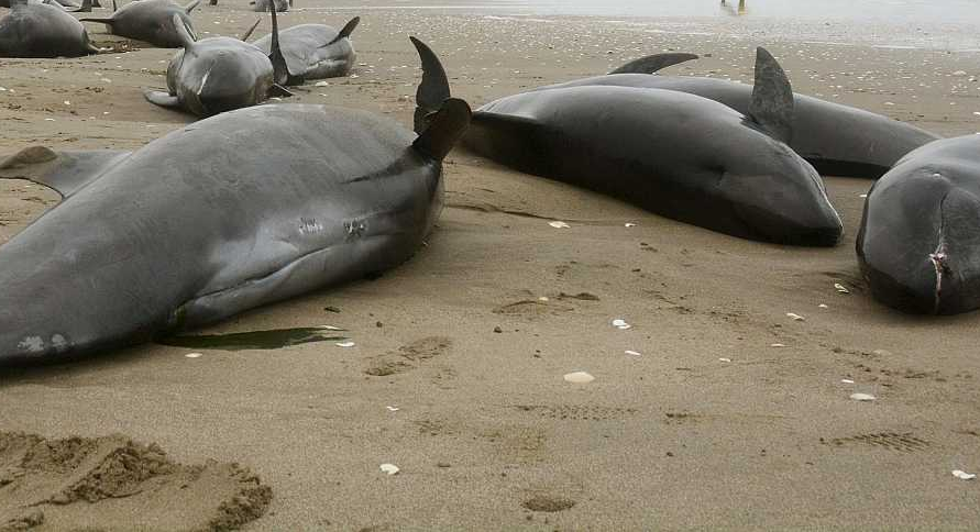 Delfines varados en una playa foto rtve