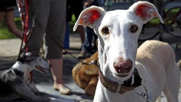Galgos