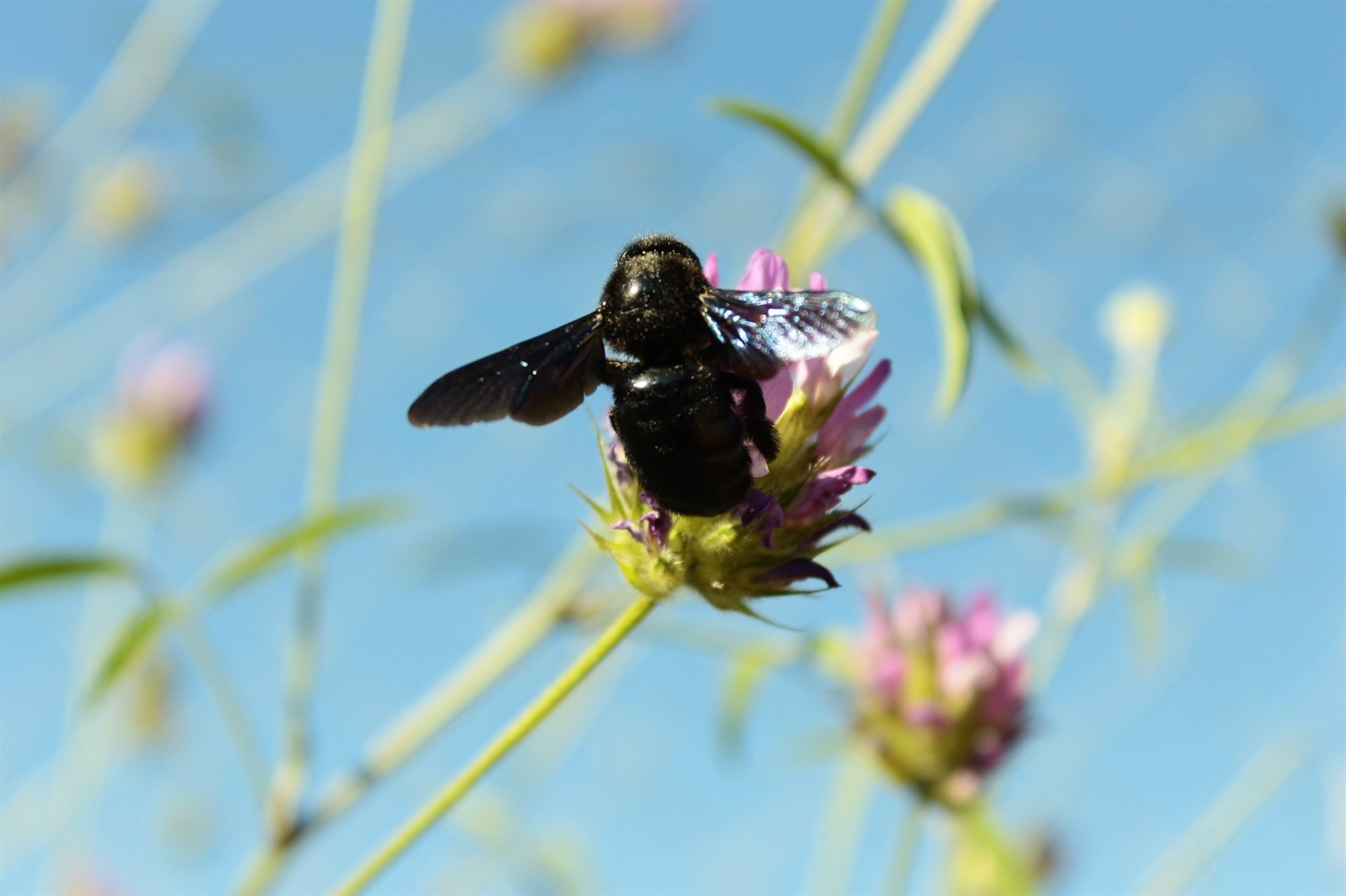 Abeja sobre flor