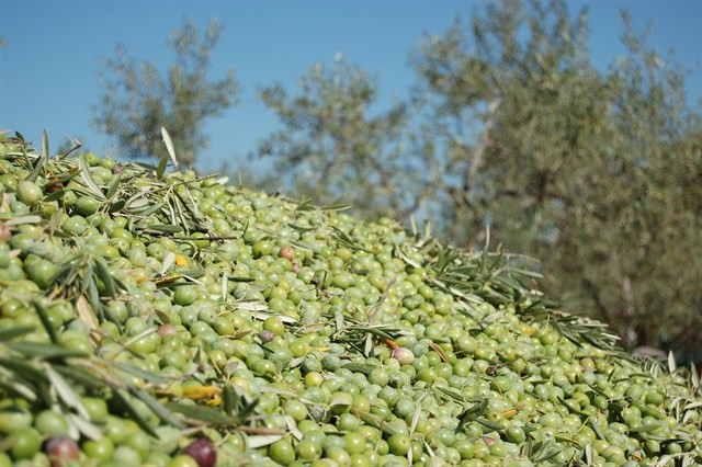 Aceitunas espanolas