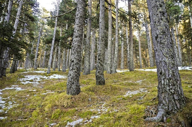 Bosque