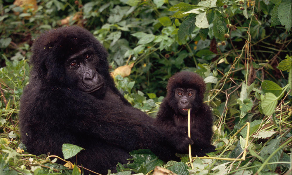 Congo vida salvaje