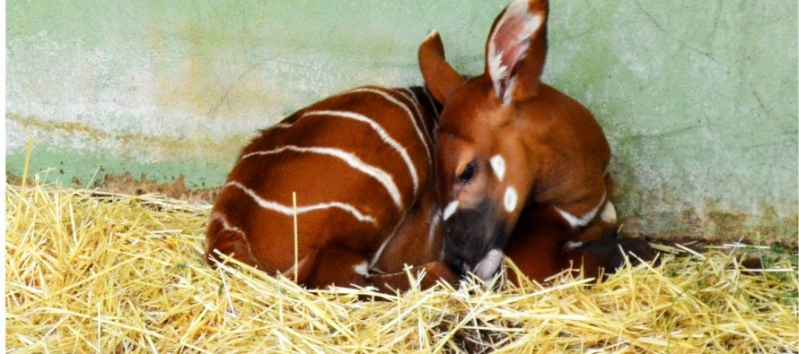 Cria bongo BIOPARC