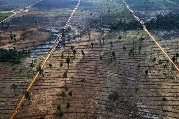 Deforestacionporelcultivodeaceitedepalma