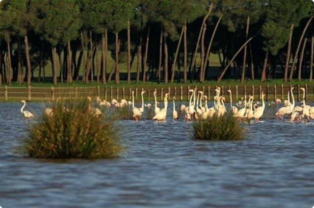Flamencos donana