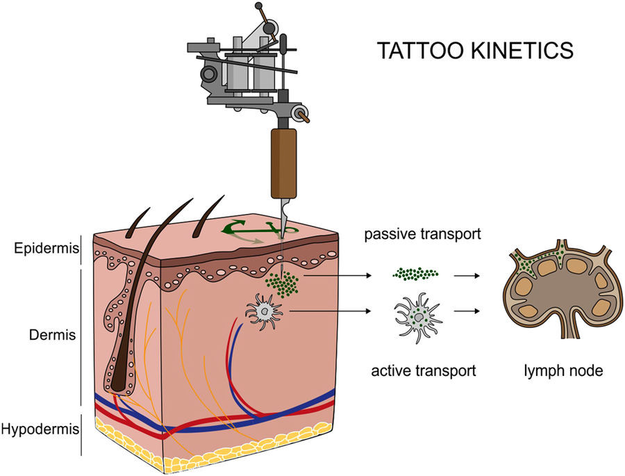 Sustancias tatuajes ganglios lifaticos