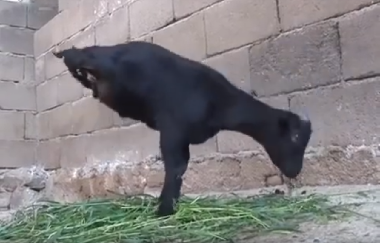 Una cabra de dos patas que aprendió a andar