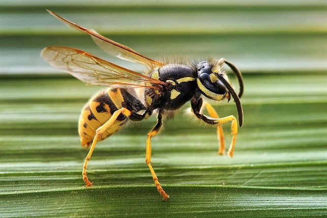 Una terapia con veneno de avispa puede tratar el cáncer de mama