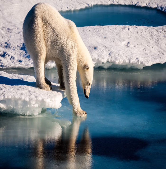 Osos polar sufre los efectos del deshielo en el u00c1rtico   NOAA