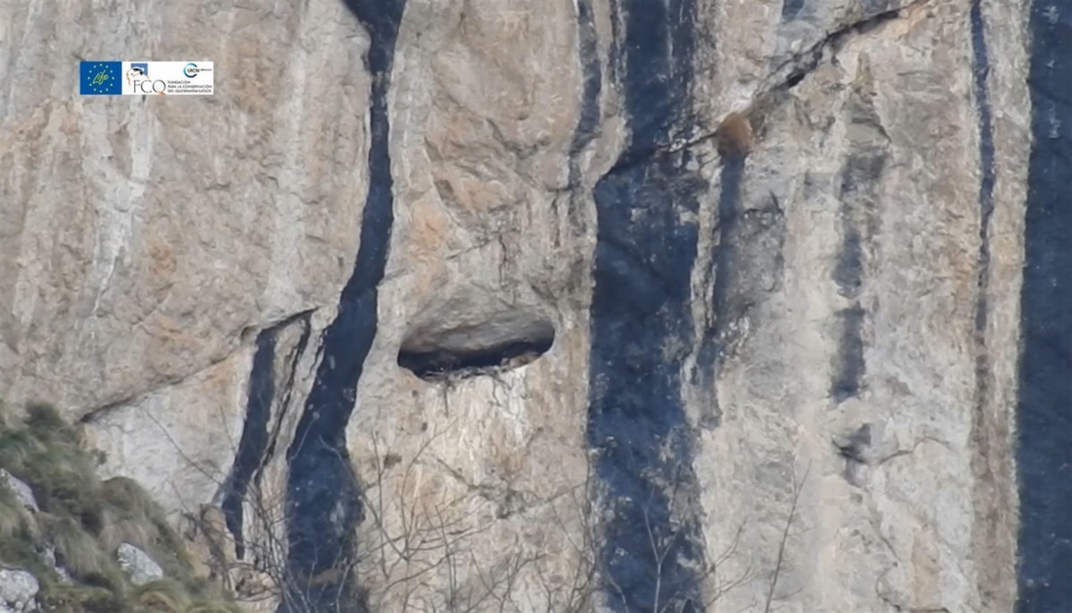 Quebrantahuesos en Picos de Europa